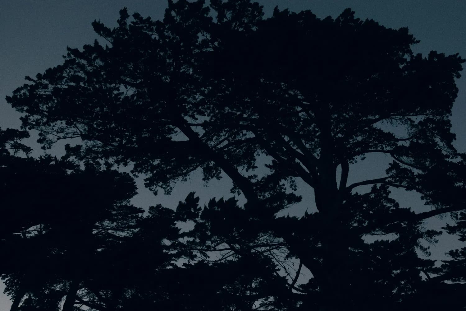 《在夏夜熙攘之前》&《国王长着驴耳朵》：青春校园小说的心理成长之旅