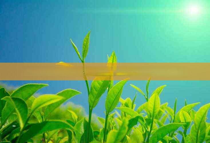 润肠通便茶真的有效吗？临床研究与用户反馈