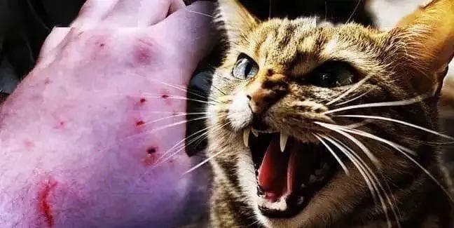 注意！被猫咬伤后感染新型布尼亚病毒的风险与预防措施