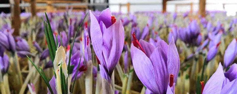 藏红花怎么种植？从选地到采收的全流程技术指南