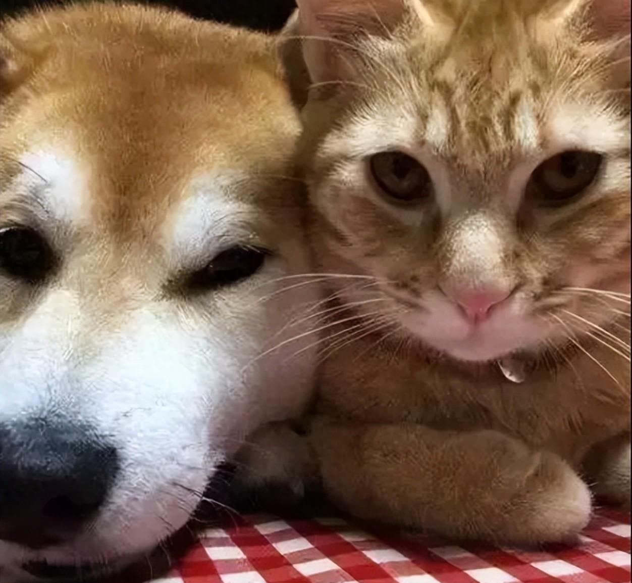为什么猫是圆脸而狗是长脸？猫科都长得差不多，它们已完美进化？