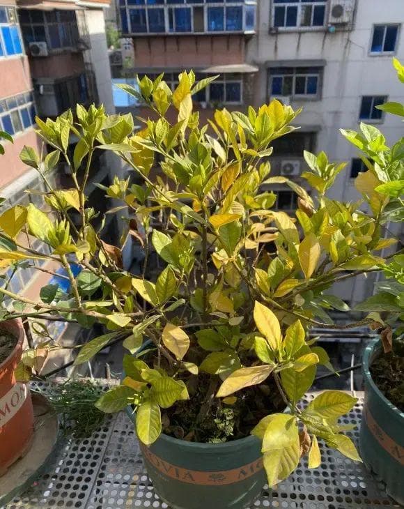 硫酸亚铁别乱用，小心烧根，分清植物特性，有些植物不需要！