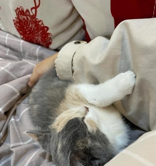 如何让猫咪与狗狗和平相处：一份详尽的饲养指南