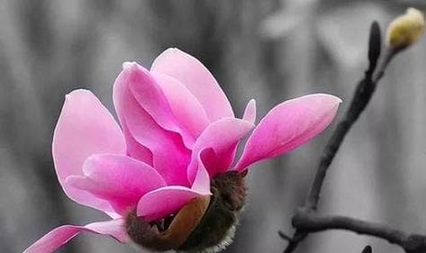辛夷花——一朵香气扑鼻的花卉（探寻辛夷的历史渊源和生长习性）