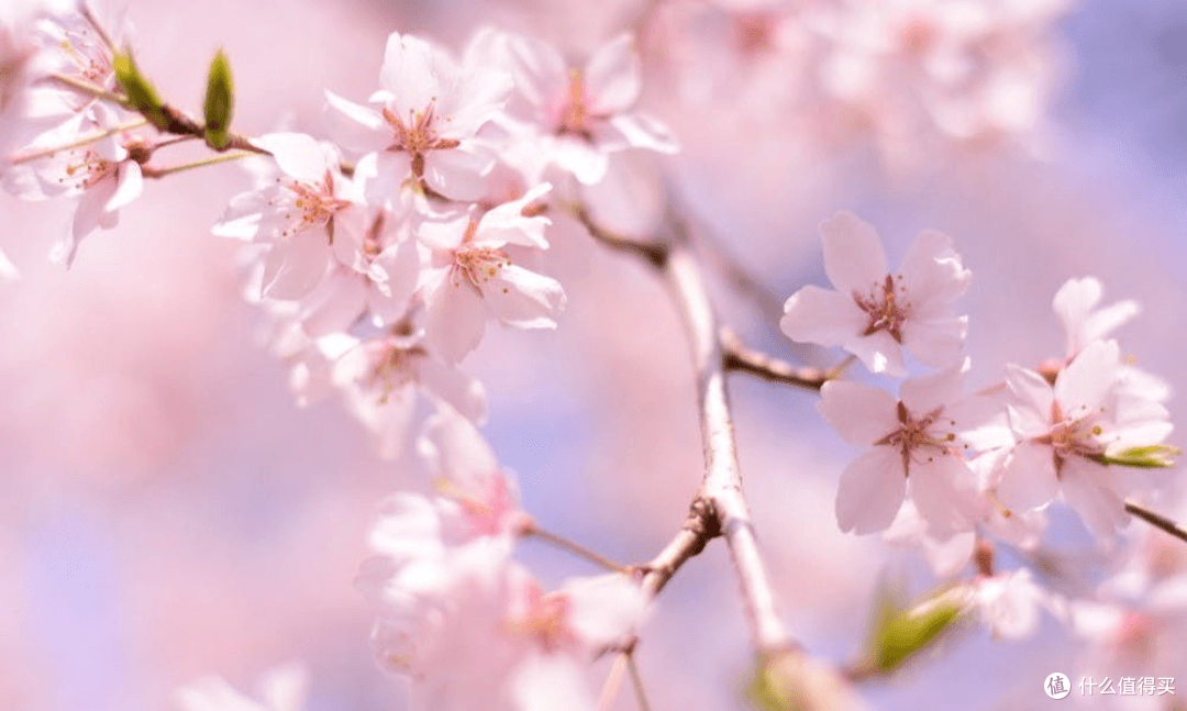 日本赏樱完整指南：把握赏花期，精准预测花开时间就要注意这一点
