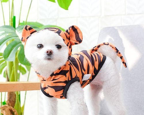 手把手教你为泰迪犬制作专属衣服：从材料选购到成品展示