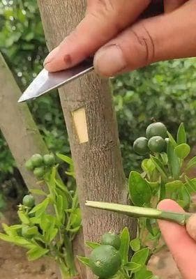 嫁接植物的技巧与方法（嫁接可以让植物更强大）