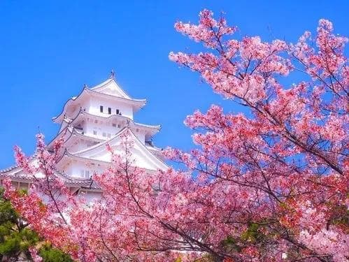 日本留学：福祉学专业到底是什么？