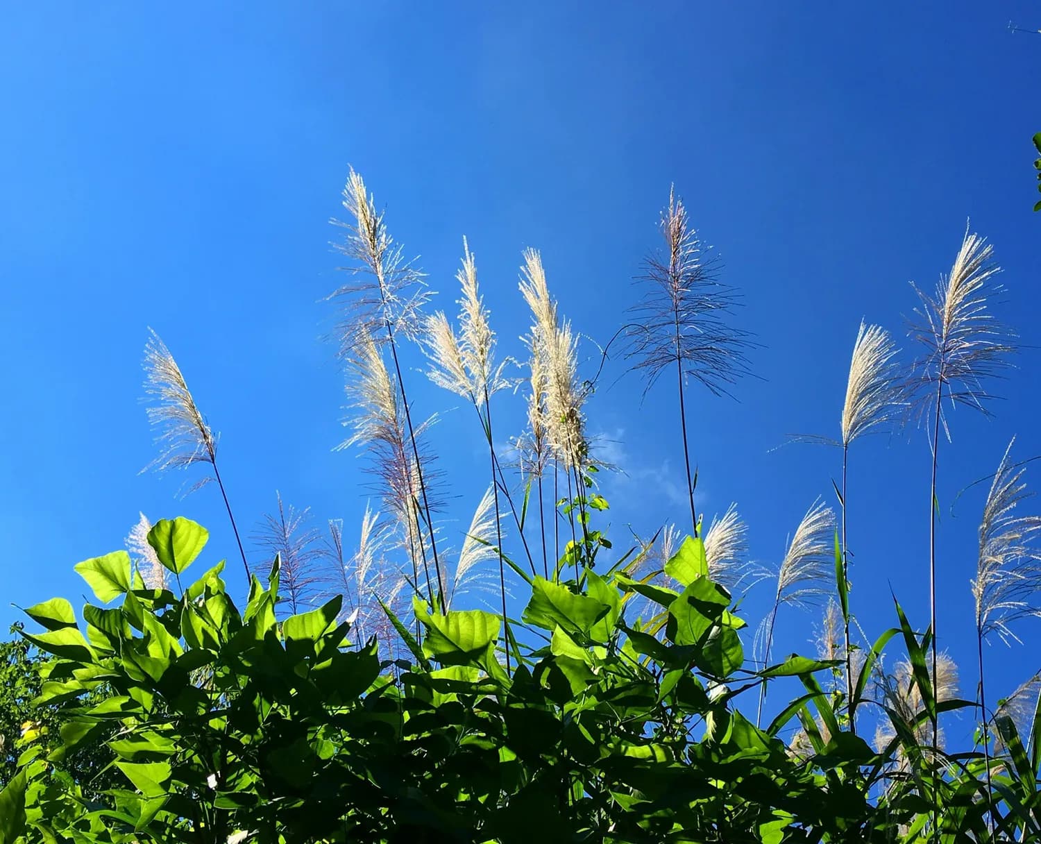 秋冬鼻炎高发？蔡纪堂苍耳子抑菌液帮你轻松应对