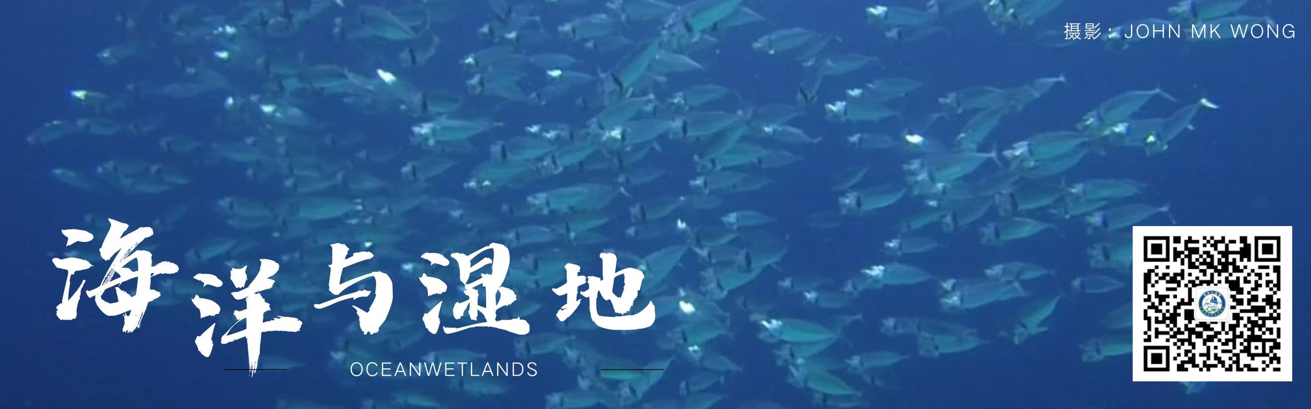 金头鲷的“硬核”进化！瞧，隐藏在它的牙齿和颌骨中的秘密武器
