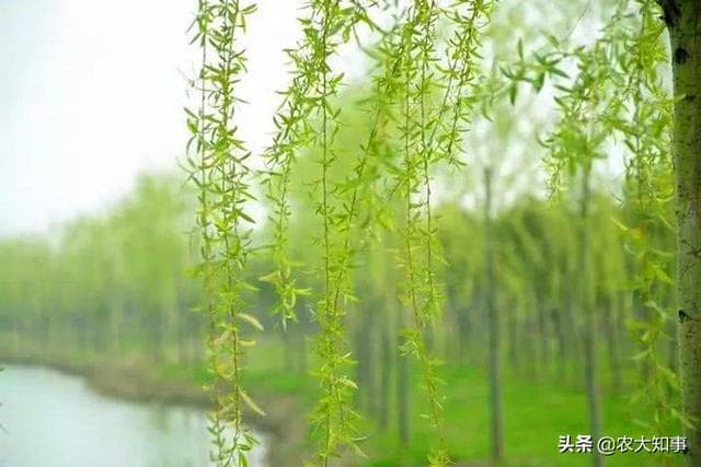 柳树上的嫩芽能吃吗 柳树芽的食用方法及作用