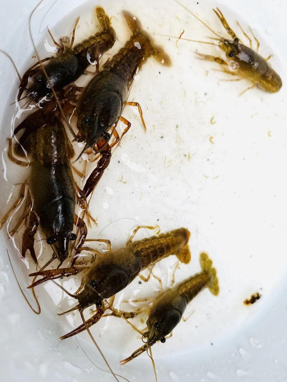 地球生物多样性：同质化趋势相对平衡，差异化持续挑战