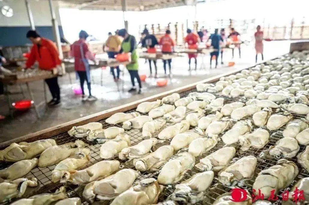 解锁汕尾美味：城区篇