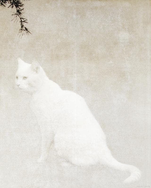 历代文学中的猫影，你认识多少？