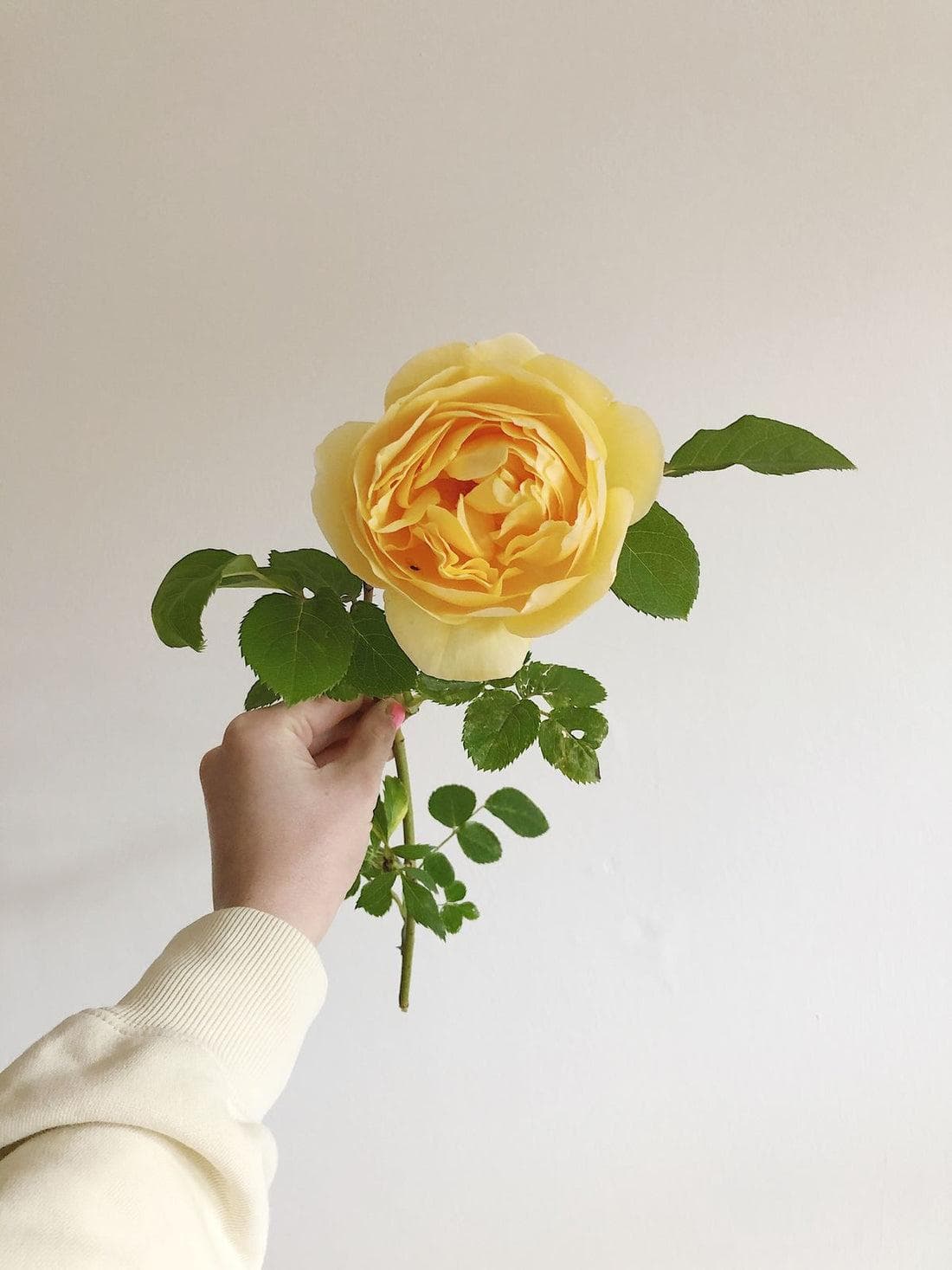 黄玫瑰花语：友谊与嫉妒的双重解读，赠送需谨慎
