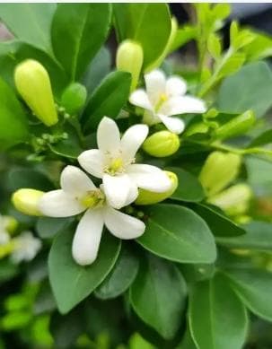苹果什么时候开花？几月份成熟？
