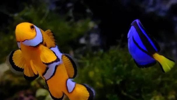 小丑鱼的饲养方法（打造温馨海洋家园，用心呵护小丑鱼）