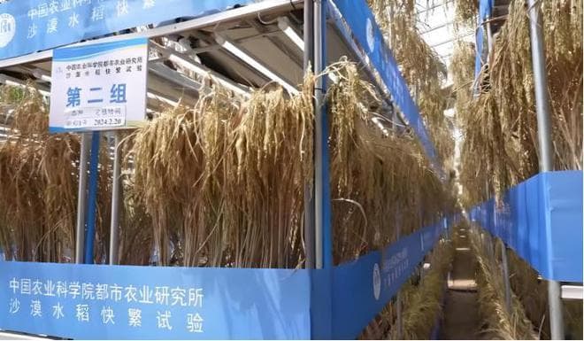国之喜事！新疆沙漠种出水稻，一年能收5季，一亩地年产10000斤