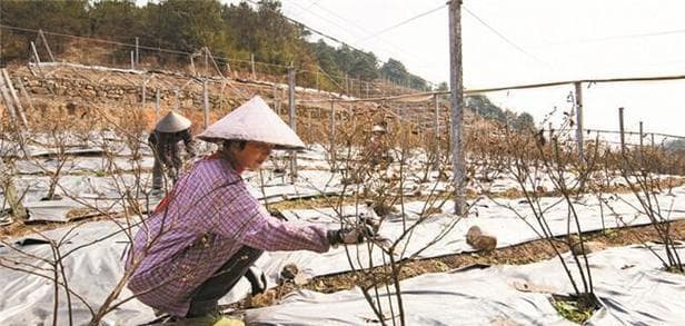 如何正确修剪蓝莓——修剪时间和技术详解（从修剪时间到技术，教你成为蓝莓专家）