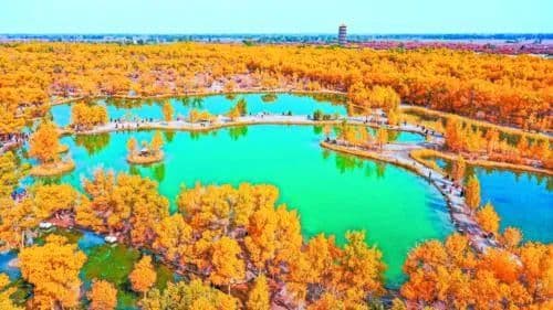 金塔胡杨：沙漠中的金色传奇