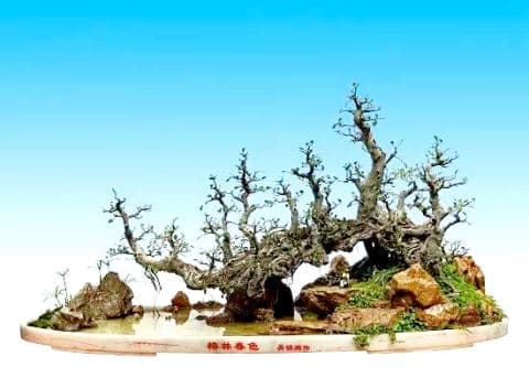 榕城盆景技艺：匠心妙手浓缩大自然的“诗情画意”