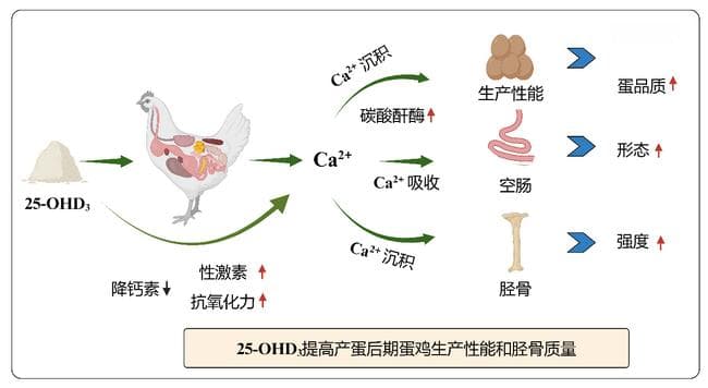 中国农科院研究：骨化二醇可改善蛋鸡产蛋后期生产性能和胫骨质量