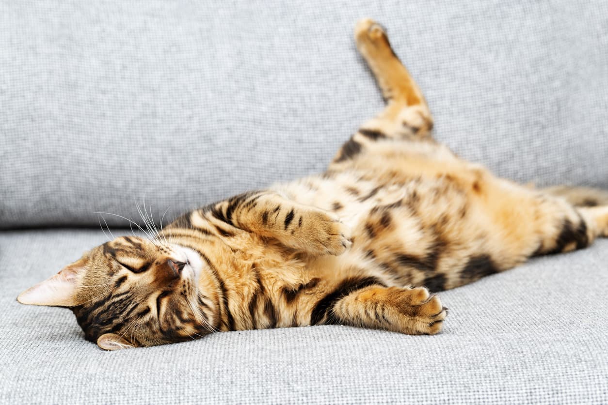 猫咪的呼噜声：不只是简单的叫声