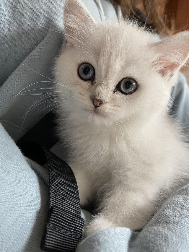 新手养猫完全指南：从接养到成长的科学护理