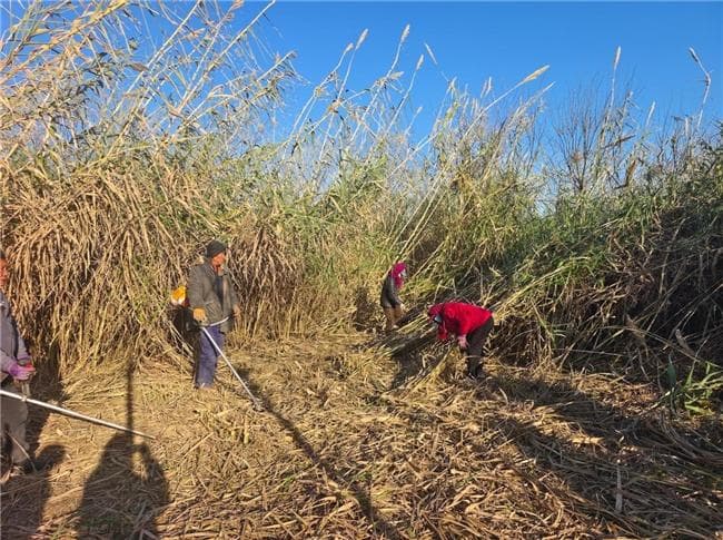 瑞恒茂新能源多倍体芦竹通过与上海成套院联合验证实现了25%大比例掺烧