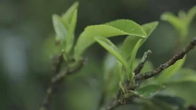 乌龙茶的五大品种有哪些呢？