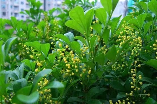 夏天里的8种香花，放在室内，花香四溢