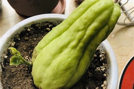 佛手瓜的种植方法，怎样在家催芽