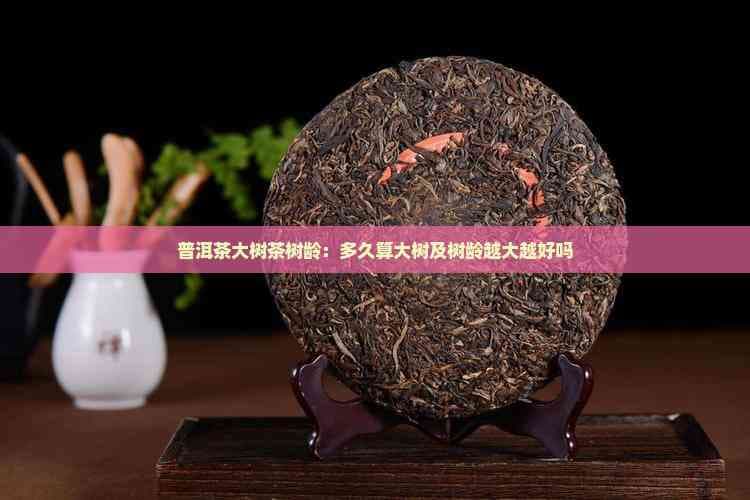 普洱茶大树茶：树龄与品质的深度解析