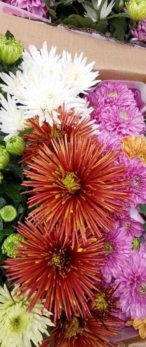 清明节为什么事折菊?