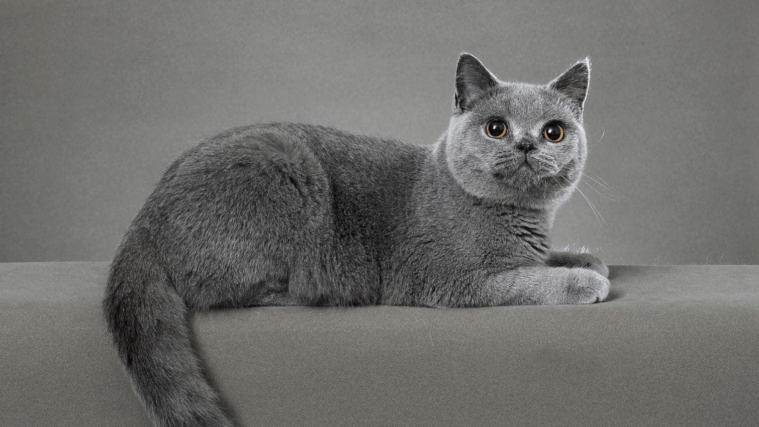 英国短毛猫：从传统英国家猫到全球最受欢迎的宠物猫