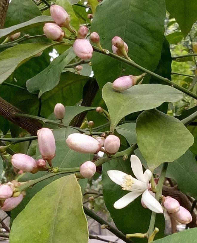 柠檬什么时候开花结果