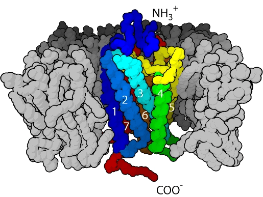 G蛋白偶联受体（GPCRs）：结构、功能与生理作用研究进展