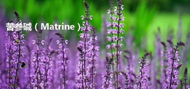 苦参碱（Matrine）：一种多功能的植物源生物碱