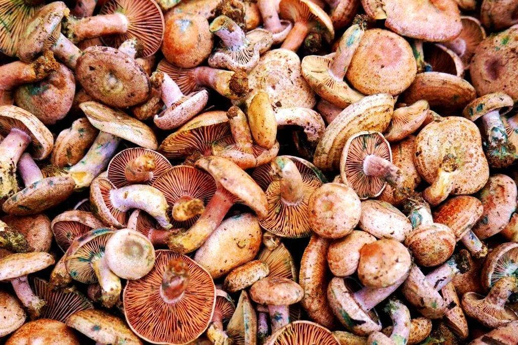 野生菌食用安全指南：这些菌子千万不能吃！