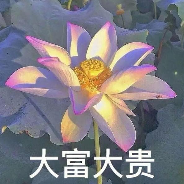肾囊肿患者的饮食指南