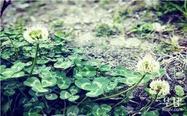 闲置土地处置办法中的闲置土地是指什么