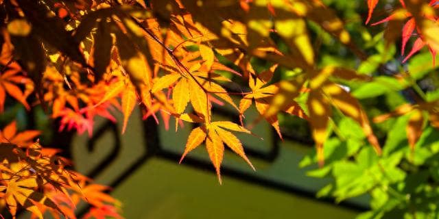 科普｜深秋 让呼吸更顺畅