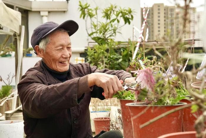 上海八旬老人种了40年菊花，每天从清晨五点半开始围着花园转：养花的路艰辛却不孤独