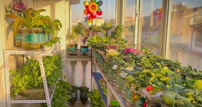 塑料瓶种菜指南：5天吃上有机豆芽，打造阳台放心菜园