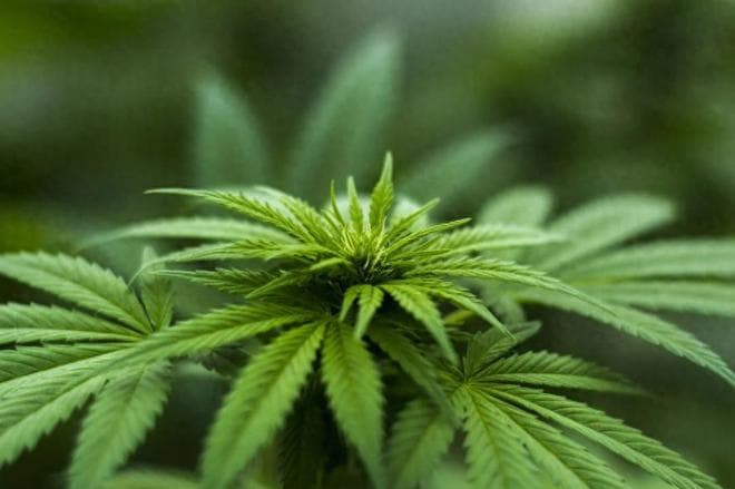泰国大麻合法化：从经济振兴到社会困境的反思