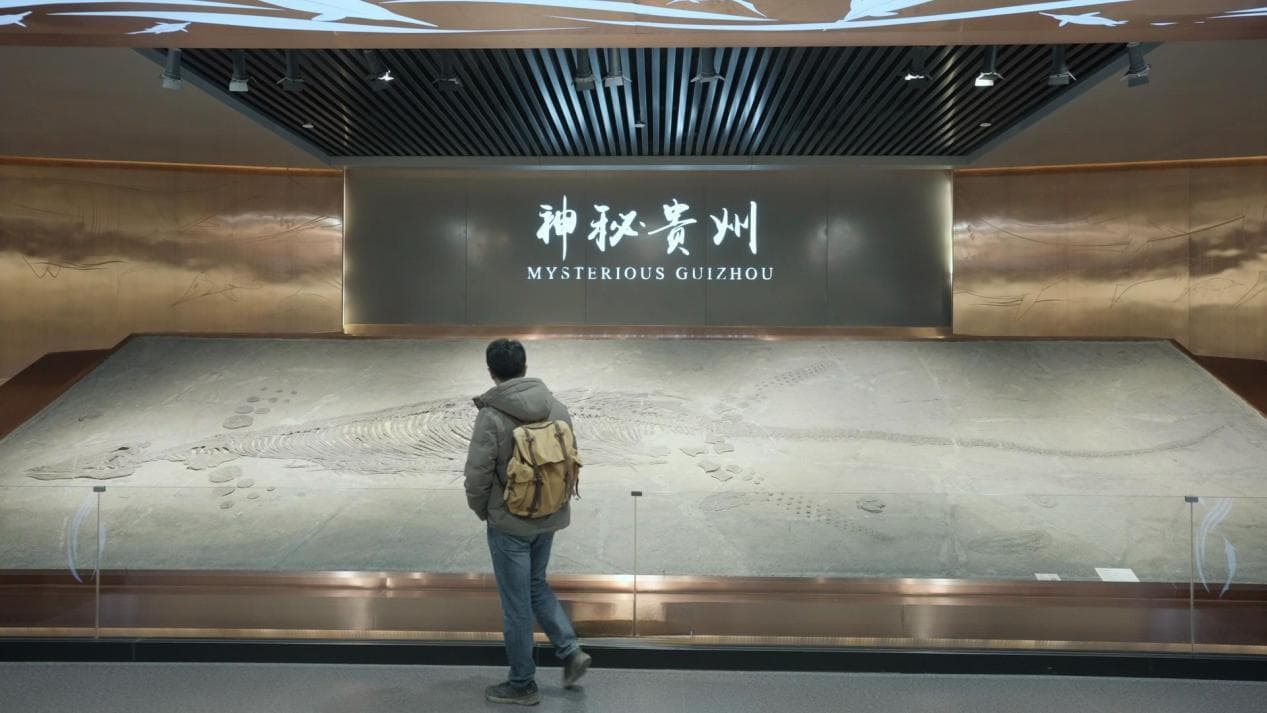 贵州古化石探秘：三叠纪生命进化的璀璨见证