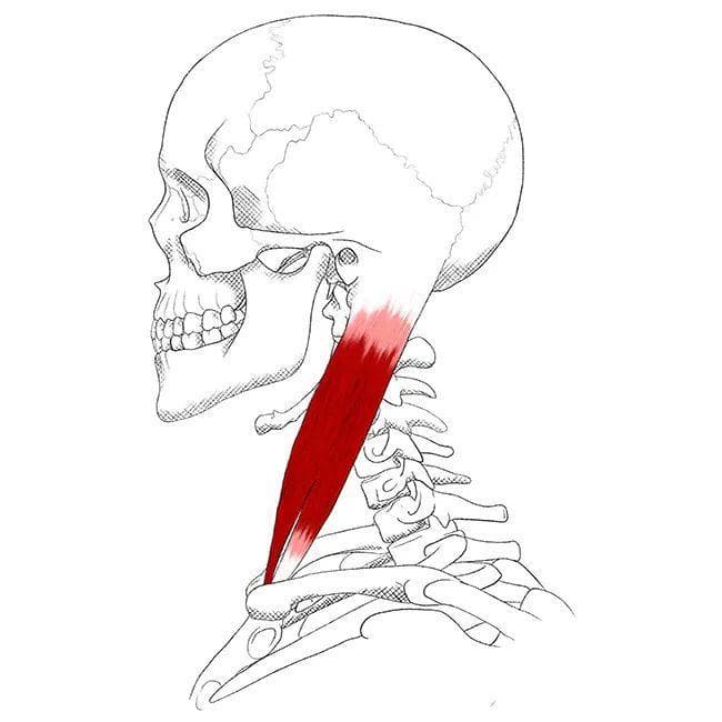 头痛、脖子僵，绝大多数需要放松这块肌肉