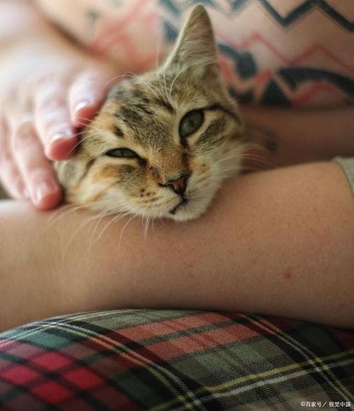 猫咪为什么用嘴吸毛茸茸？