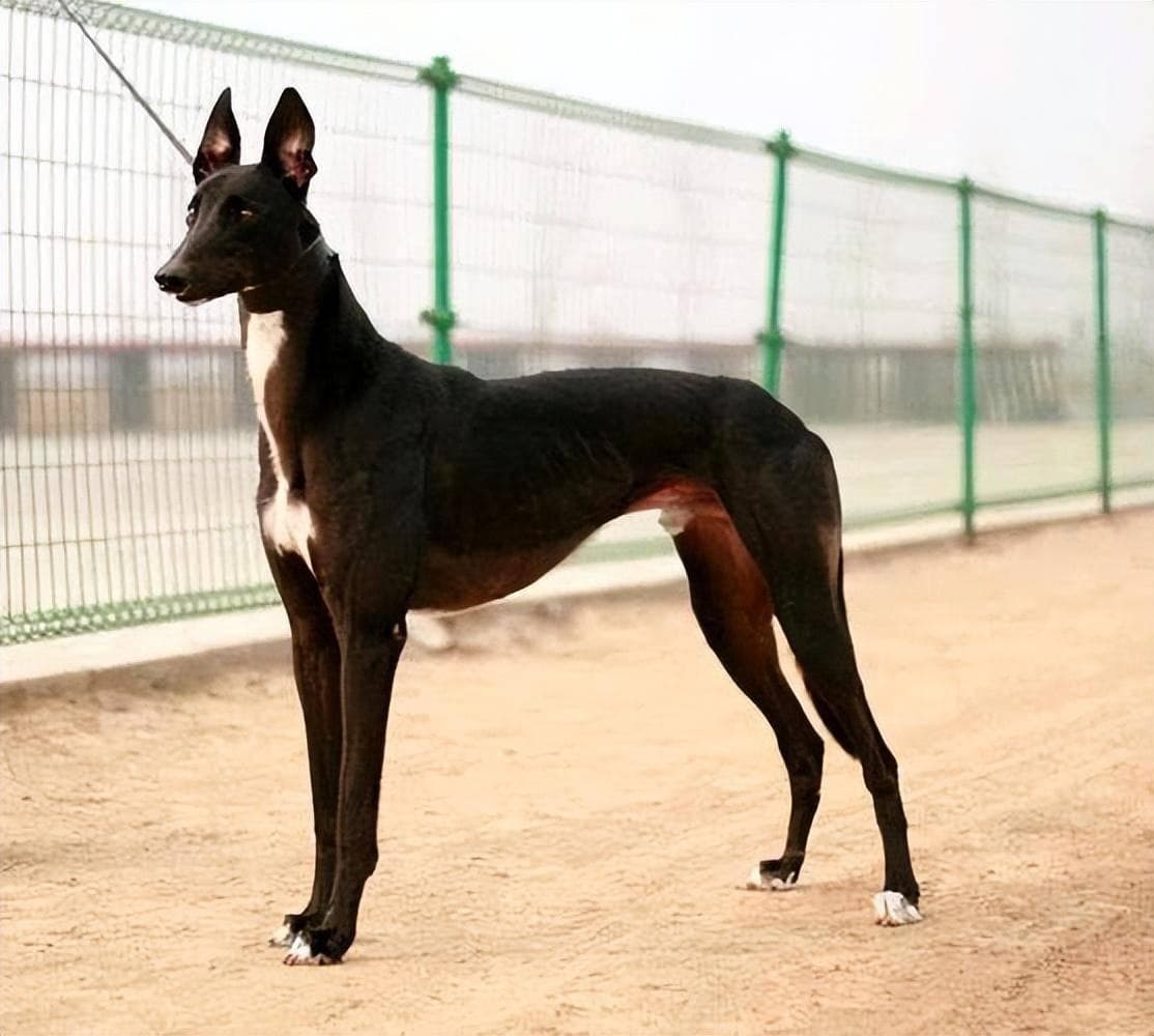 “哮天犬”如今濒临灭绝！曾是皇室御用猎犬，原型竟是“细狗”！