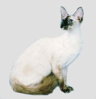 爪哇猫：优雅的短毛猫品种